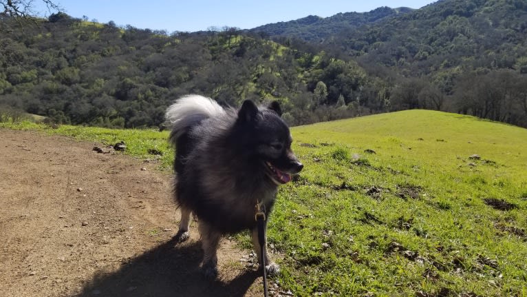 Scruffy, a Keeshond tested with EmbarkVet.com