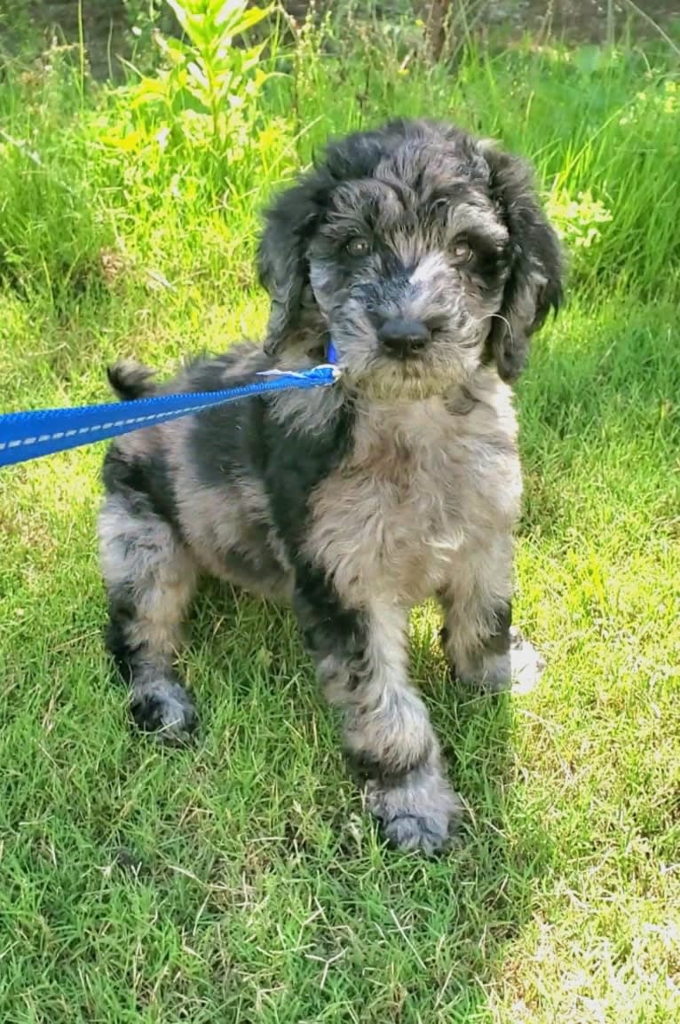 Cooper, a Poodle (Standard) tested with EmbarkVet.com