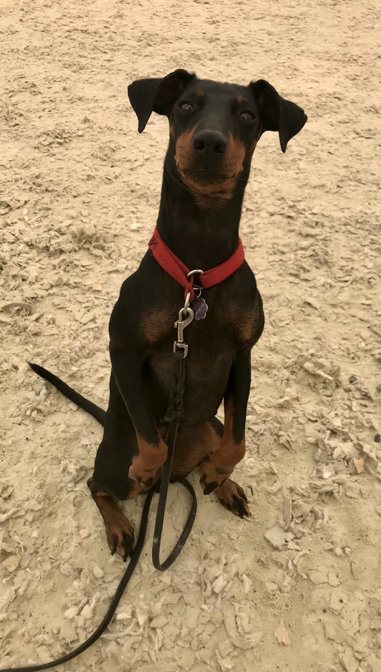 Yulie, a Manchester Terrier (Standard) tested with EmbarkVet.com