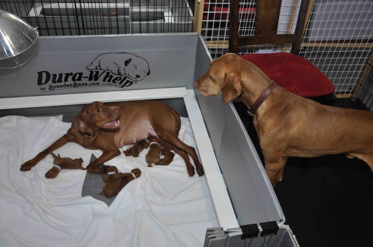 Bow, a Vizsla tested with EmbarkVet.com