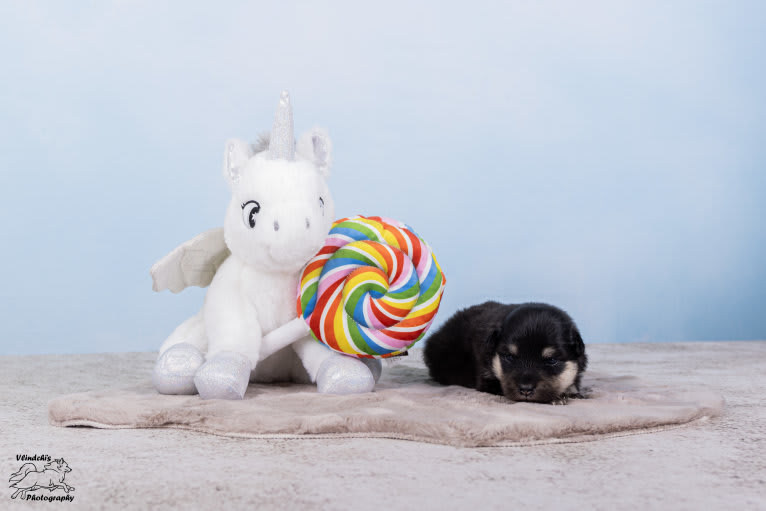 Howling Hurricane's Esus, a Finnish Lapphund tested with EmbarkVet.com