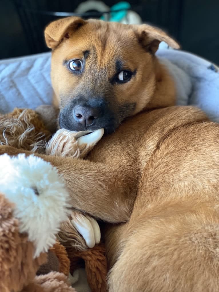 Nala, a Chow Chow and Chinese Shar-Pei mix tested with EmbarkVet.com