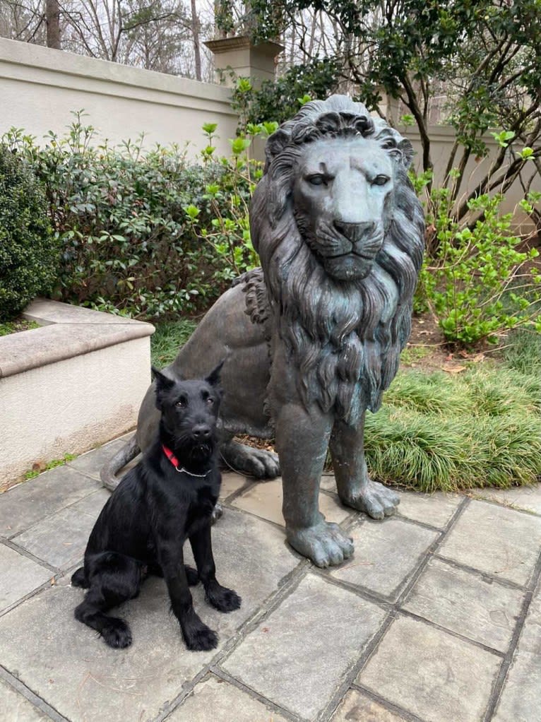 Vaatu, a Black Russian Terrier and Belgian Malinois mix tested with EmbarkVet.com