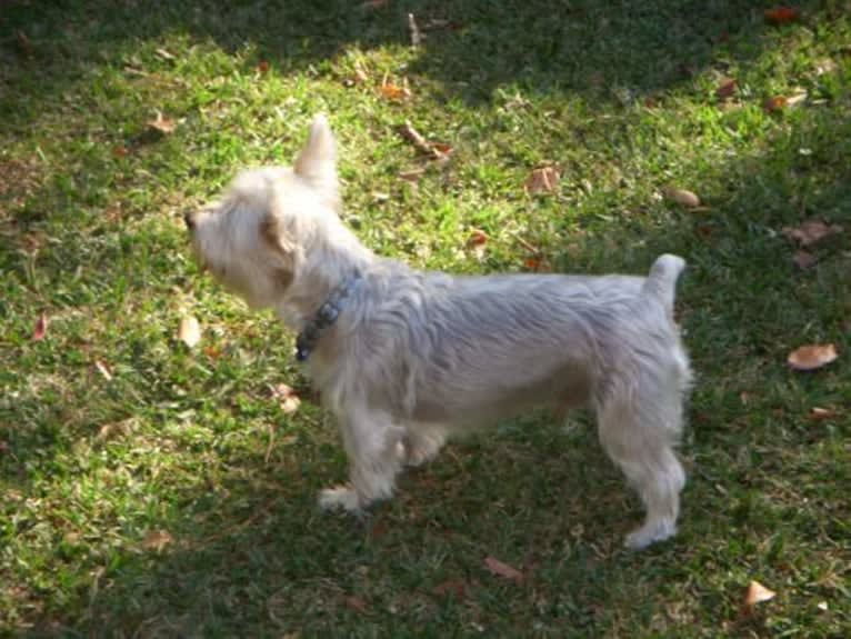 Patton, a Silky Terrier tested with EmbarkVet.com