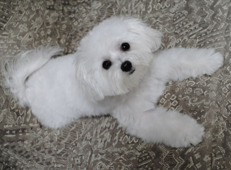 Holly, a Maltese (8.5% unresolved) tested with EmbarkVet.com