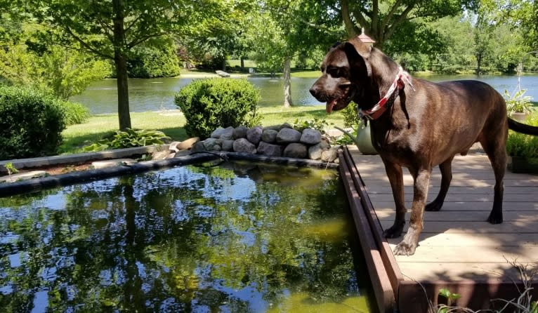 Zeke, an American Pit Bull Terrier and Great Dane mix tested with EmbarkVet.com