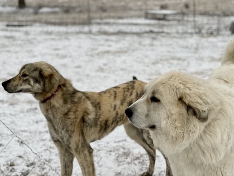 Homer, a Great Pyrenees and Anatolian Shepherd Dog mix tested with EmbarkVet.com