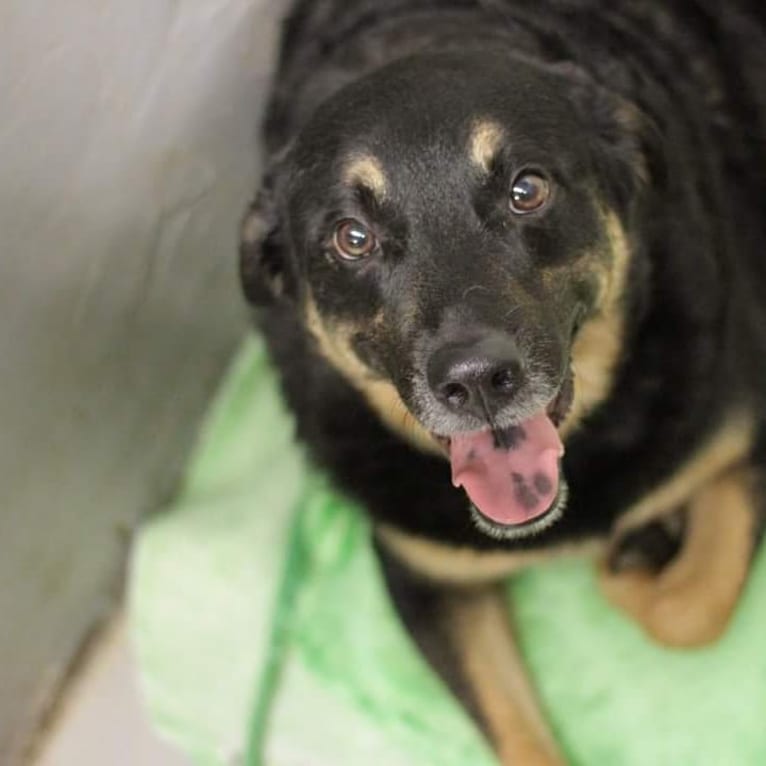 Duke, an Australian Cattle Dog and Chow Chow mix tested with EmbarkVet.com