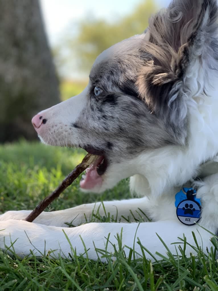 Ace, a Border Collie tested with EmbarkVet.com