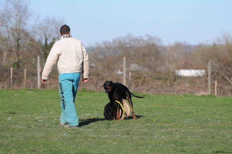 Roreck, a Doberman Pinscher tested with EmbarkVet.com