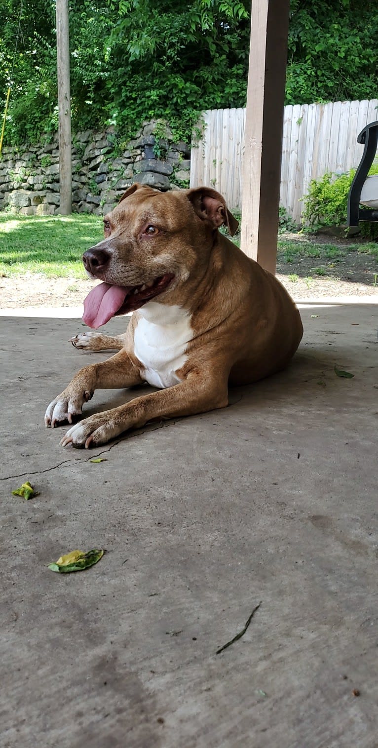 Buttercup, an American Pit Bull Terrier and Labrador Retriever mix tested with EmbarkVet.com