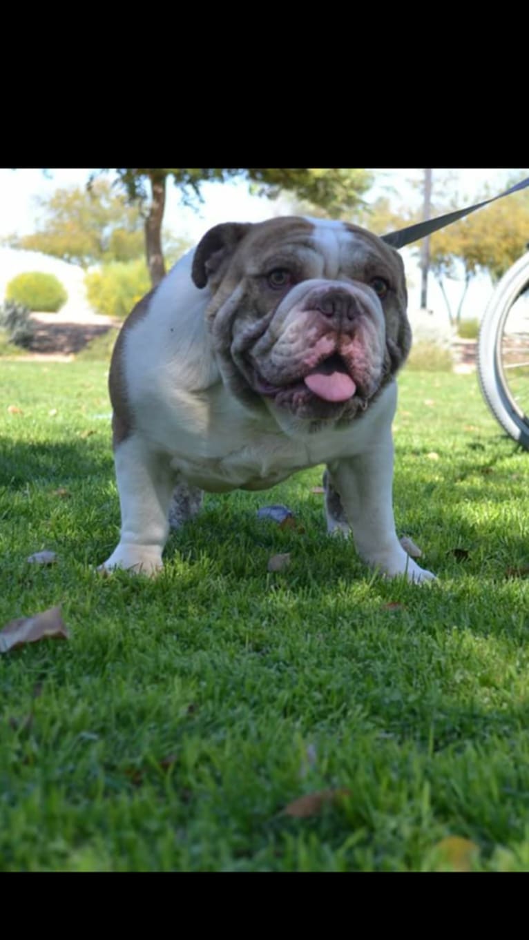 Luna, a Bulldog and American Bulldog mix tested with EmbarkVet.com