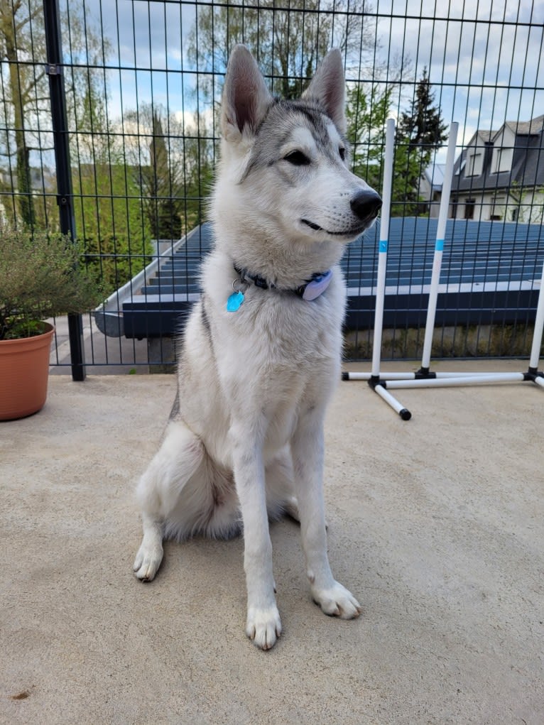 Roku, a Siberian Husky and German Shepherd Dog mix tested with EmbarkVet.com