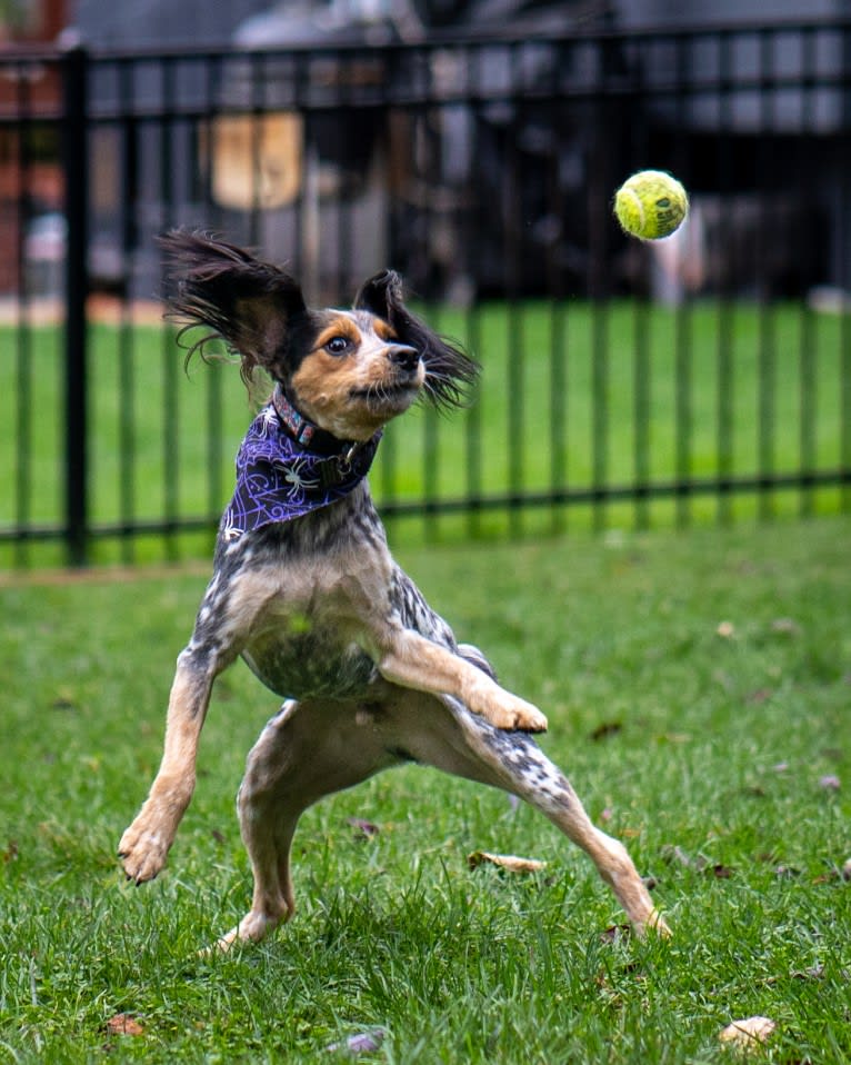 Banjo, an Australian Cattle Dog and Cocker Spaniel mix tested with EmbarkVet.com