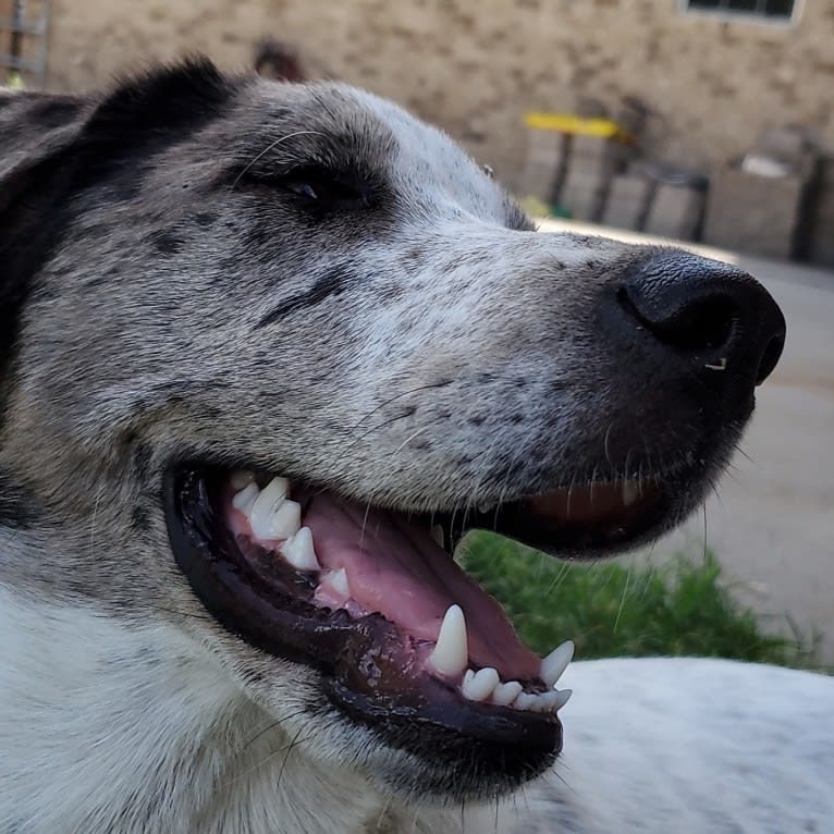 Goose, a Chow Chow and Australian Cattle Dog mix tested with EmbarkVet.com