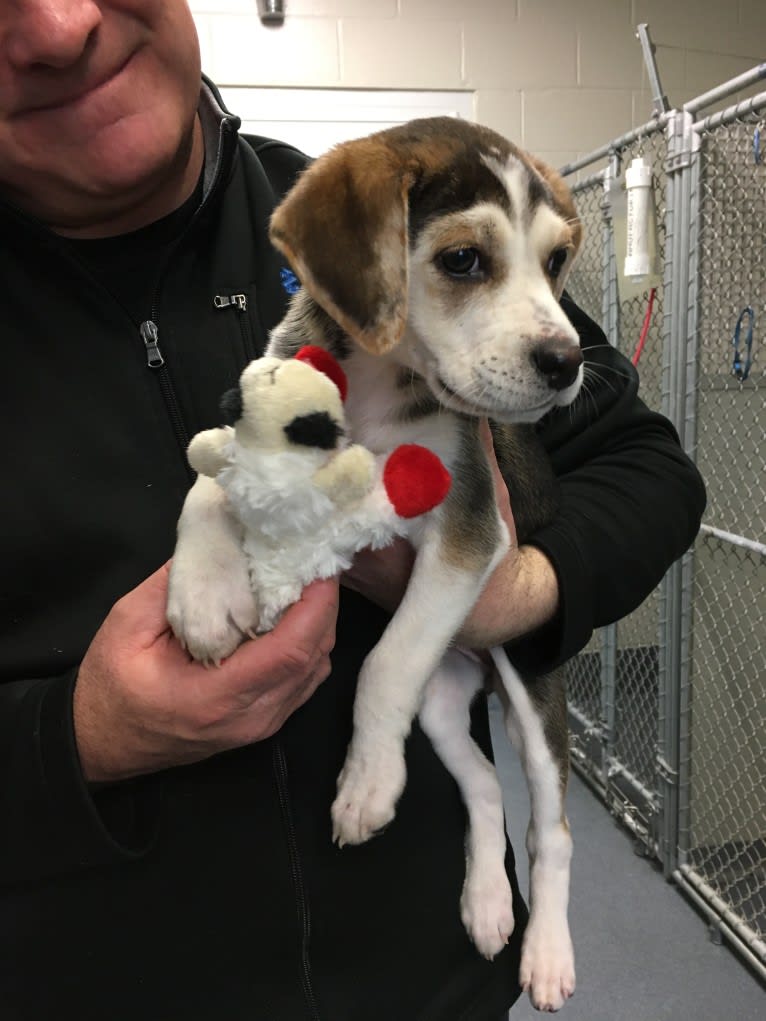 Daphne, an American Foxhound and English Foxhound mix tested with EmbarkVet.com