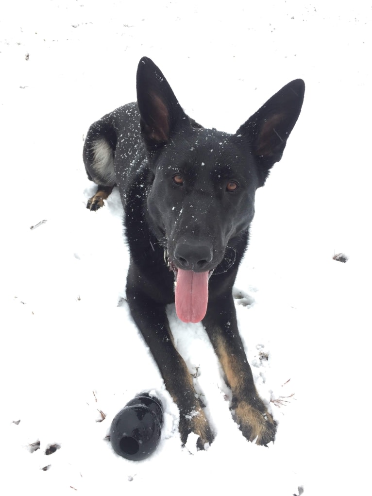 Jiro, a German Shepherd Dog tested with EmbarkVet.com