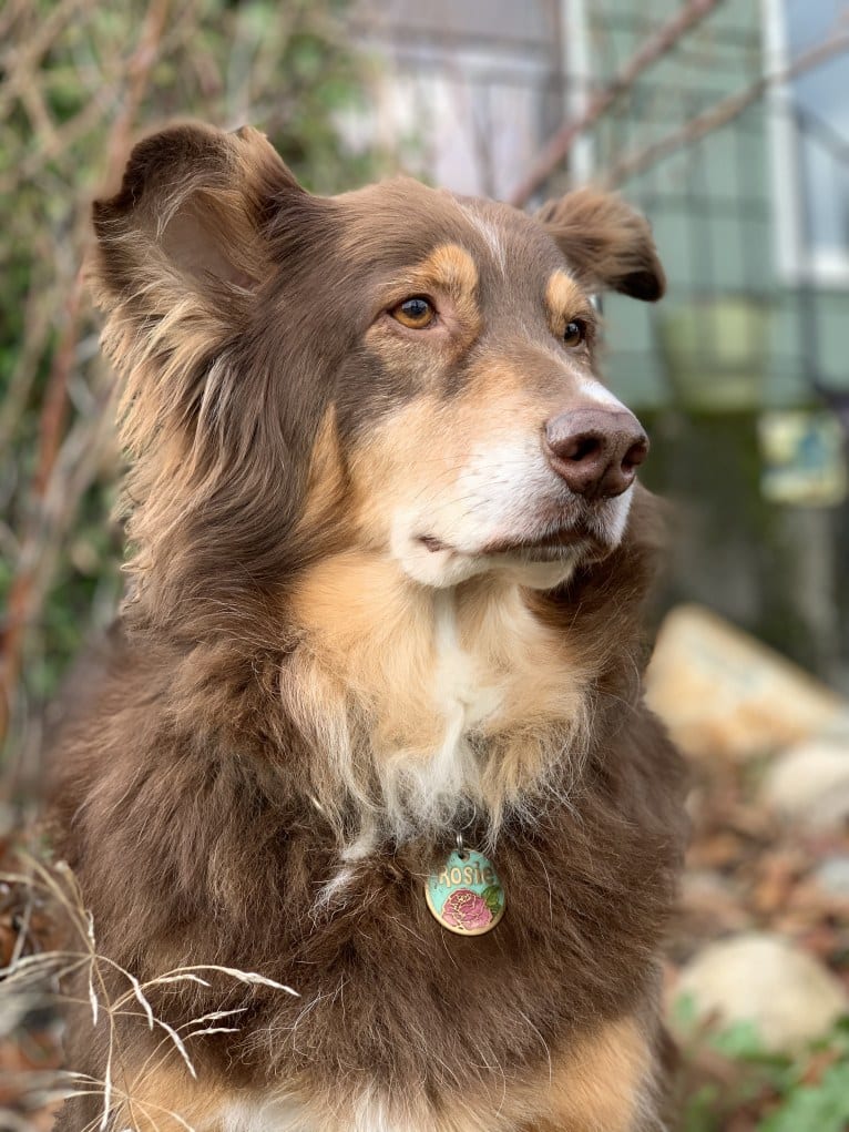 Rosie O'Doggell, an Australian Shepherd and German Shepherd Dog mix tested with EmbarkVet.com