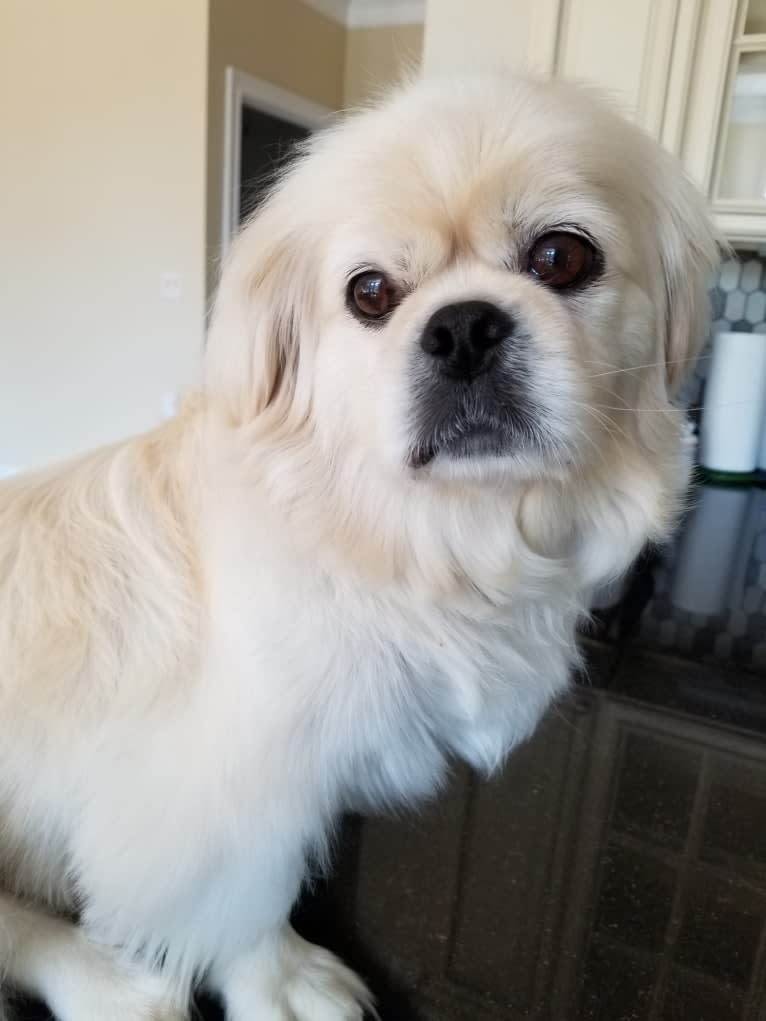 Babalou, a Pekingese tested with EmbarkVet.com