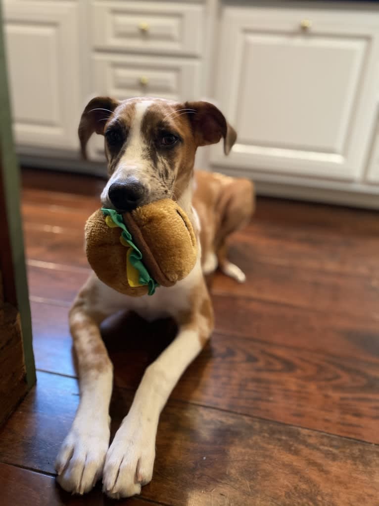 Olive, a Great Dane and Great Pyrenees mix tested with EmbarkVet.com