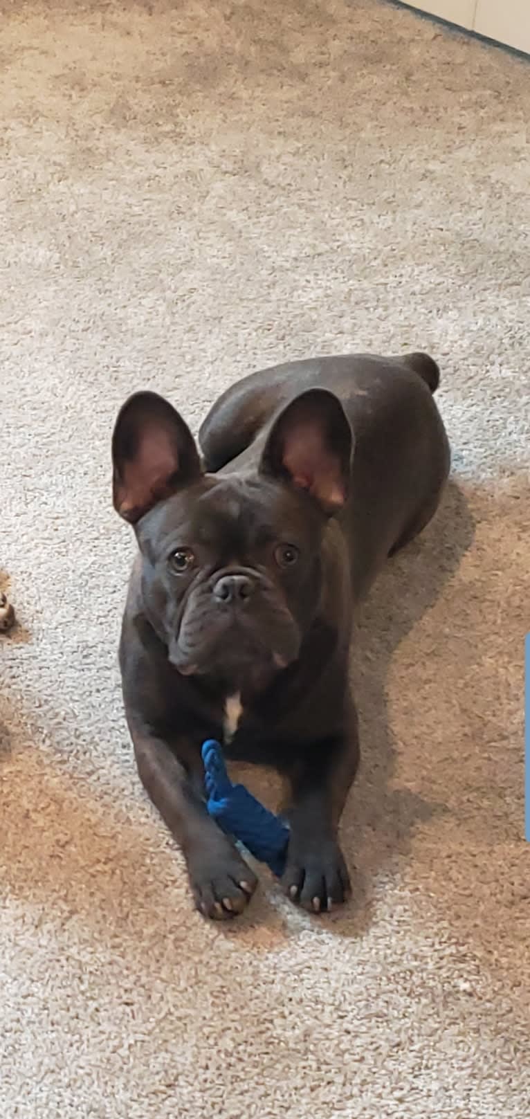 Diesel D, a French Bulldog tested with EmbarkVet.com