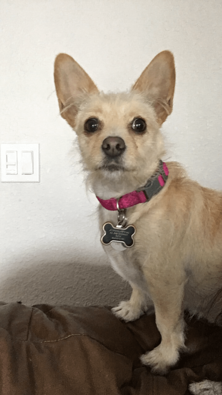 Lacey Girl, a Poodle (Small) and Chihuahua mix tested with EmbarkVet.com