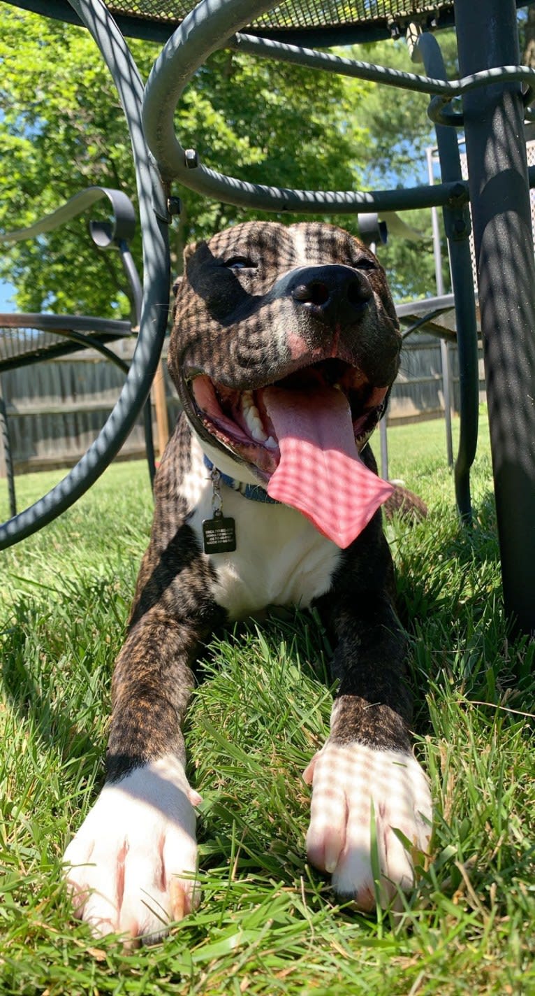 Chidi Buddy, an American Bully tested with EmbarkVet.com