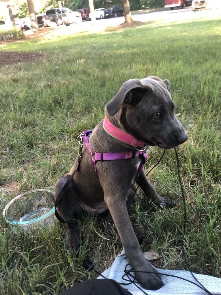 Olive, an American Pit Bull Terrier and Chow Chow mix tested with EmbarkVet.com