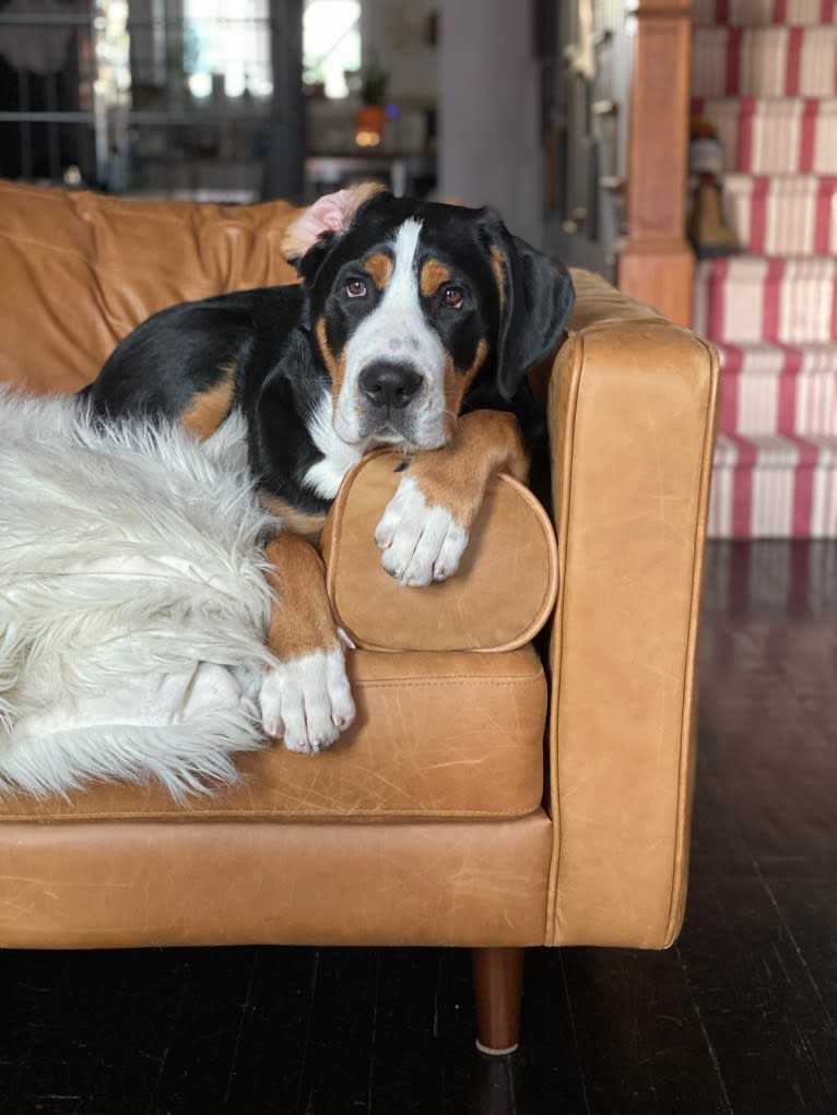 Beans, a Greater Swiss Mountain Dog tested with EmbarkVet.com