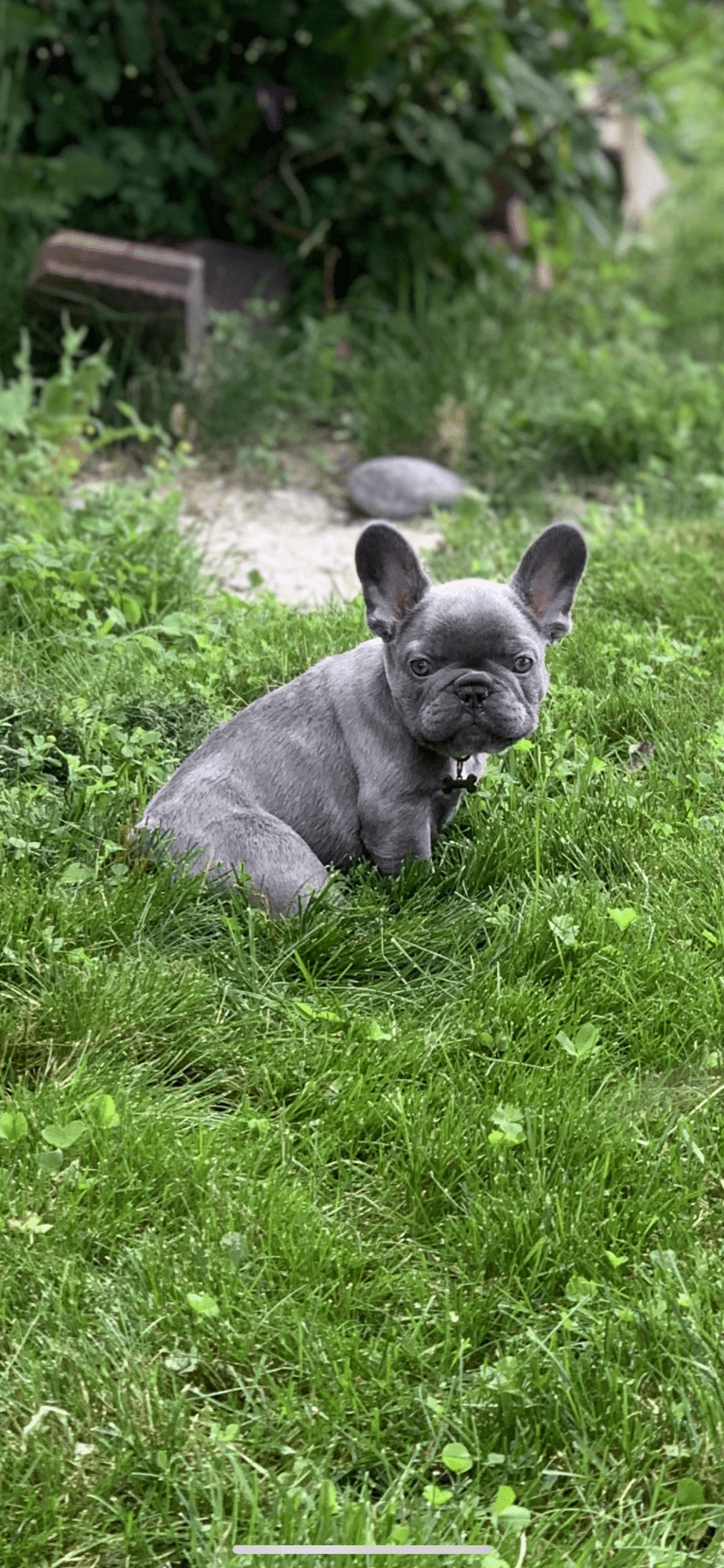 Nardo, a French Bulldog tested with EmbarkVet.com