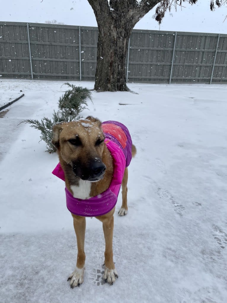 Mona, an Arabian Village Dog tested with EmbarkVet.com