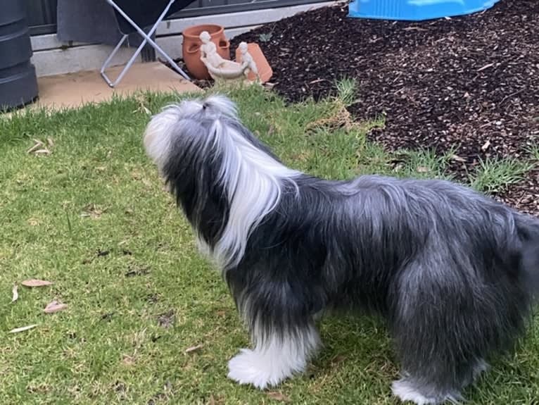 EliZa, a Bearded Collie tested with EmbarkVet.com
