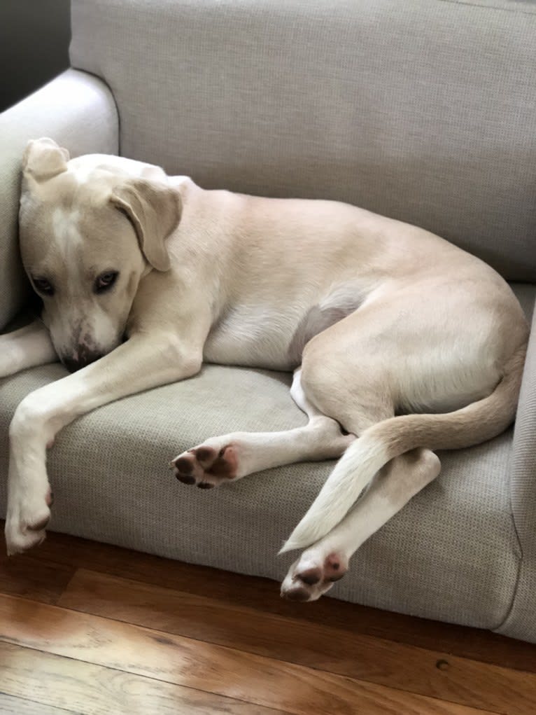 Alabama, an American Pit Bull Terrier and Labrador Retriever mix tested with EmbarkVet.com