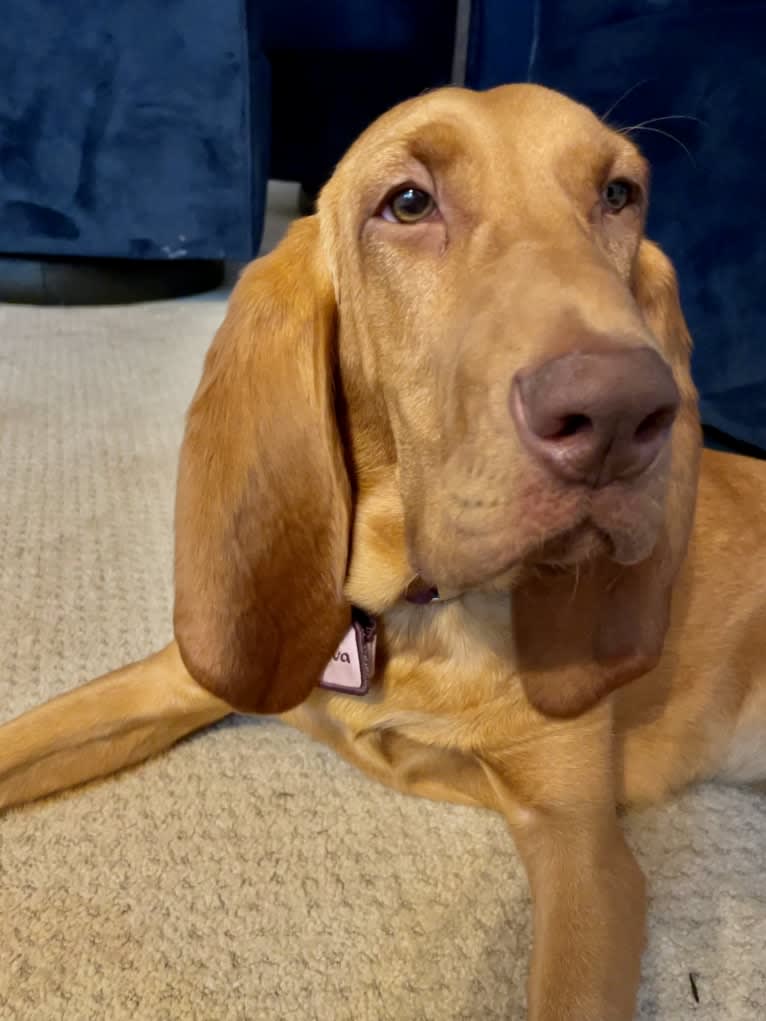 Truvy, a Bloodhound tested with EmbarkVet.com