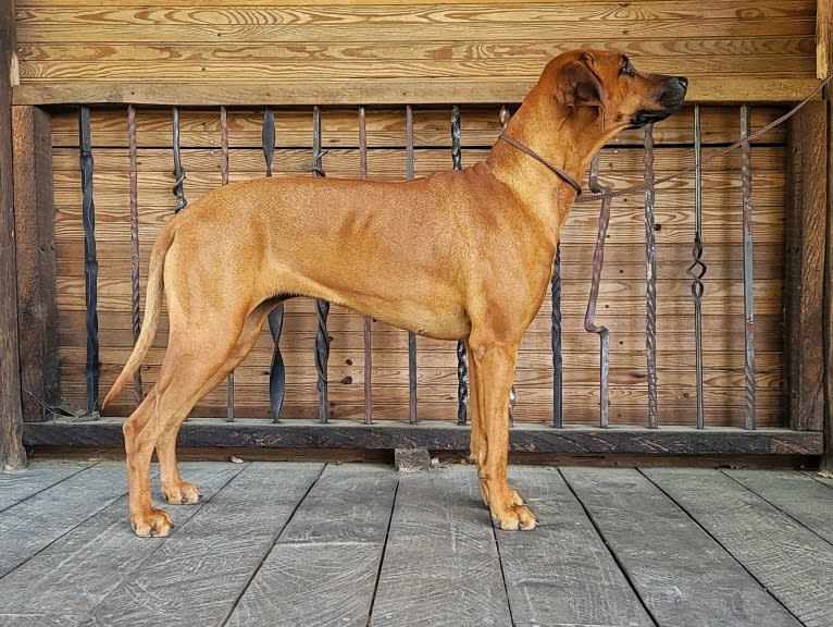 Willow, a Rhodesian Ridgeback tested with EmbarkVet.com