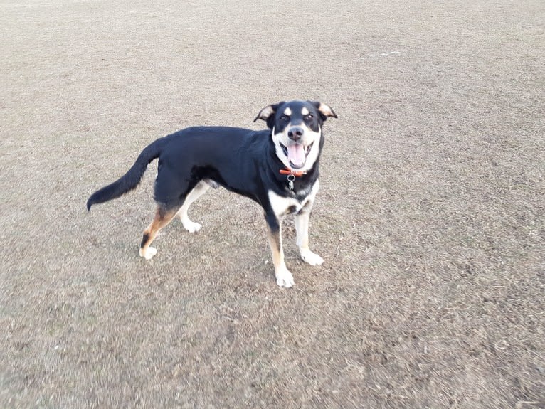 Jack, a Labrador Retriever and German Shepherd Dog mix tested with EmbarkVet.com