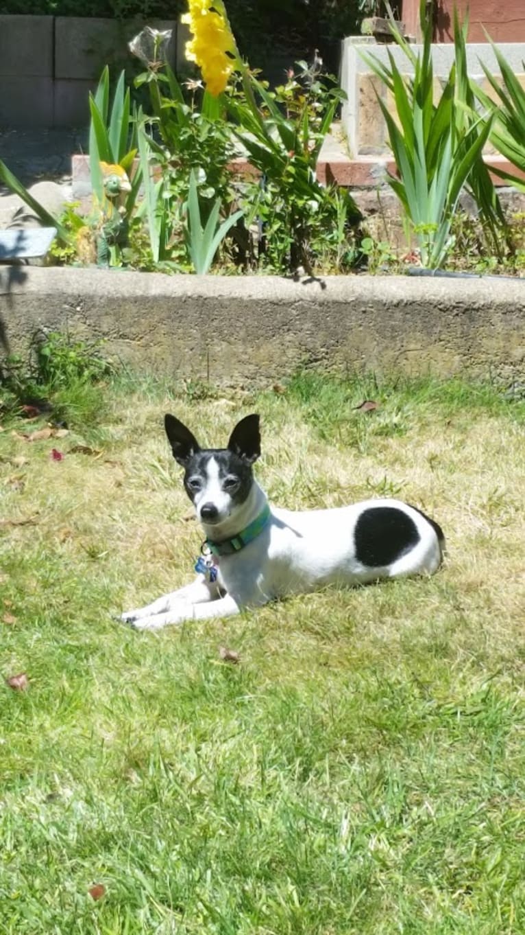 Topper, a Chihuahua tested with EmbarkVet.com