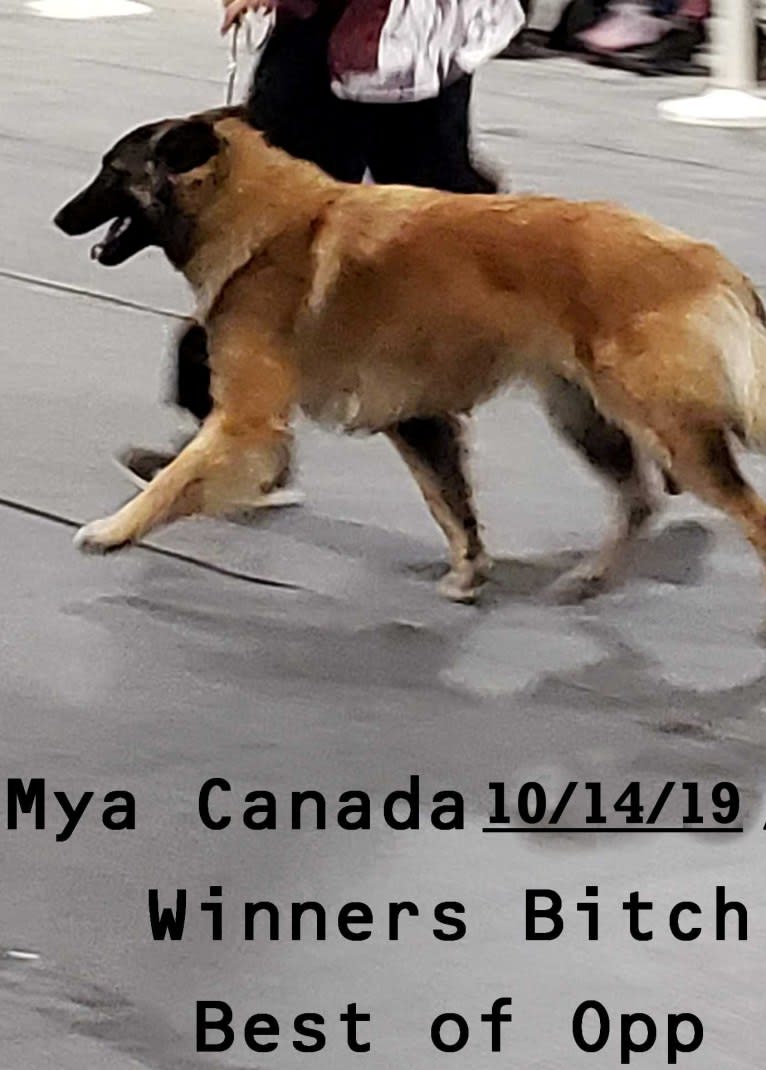 Mya, a Belgian Shepherd tested with EmbarkVet.com