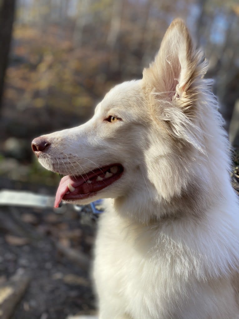 Odie, a Siberian Husky and Australian Cattle Dog mix tested with EmbarkVet.com