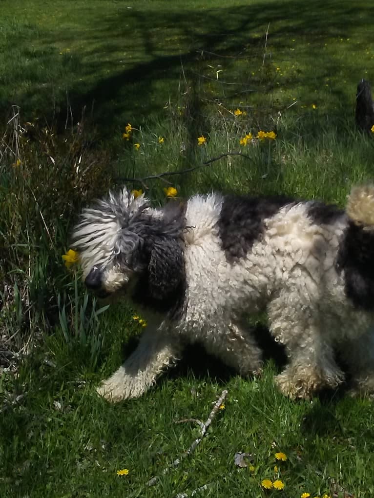 ENZO, a Poodle (Standard) tested with EmbarkVet.com