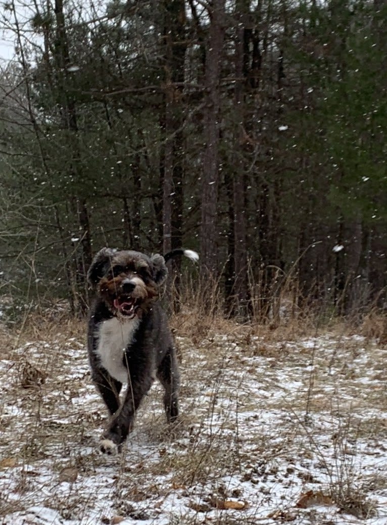 Finn, an American Foxhound and American Pit Bull Terrier mix tested with EmbarkVet.com