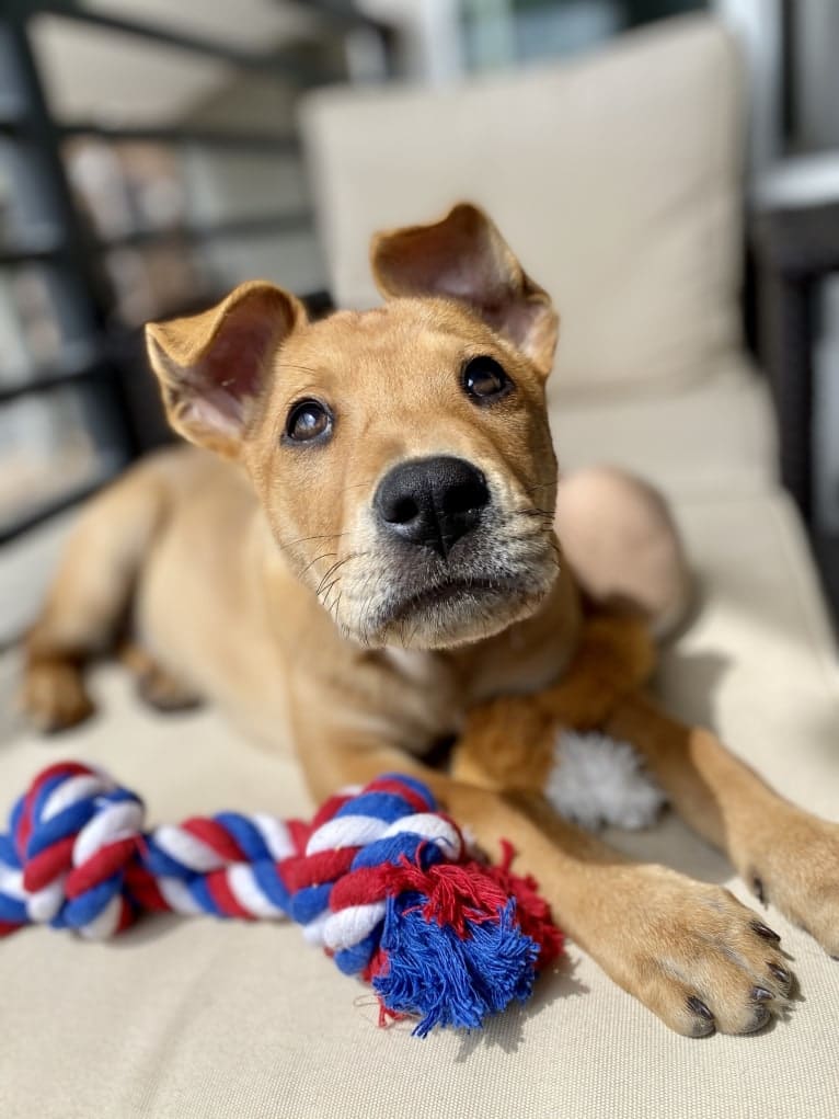 Bodhi, a Miniature/MAS-type Australian Shepherd and Siberian Husky mix tested with EmbarkVet.com