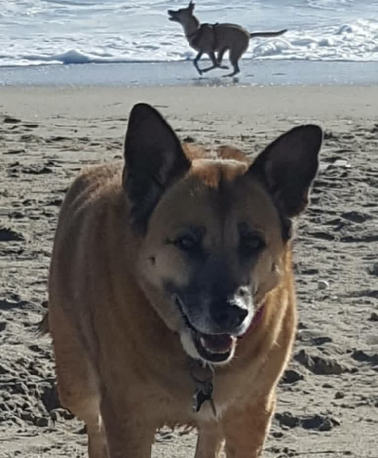 Bailey, an American Village Dog and Rottweiler mix tested with EmbarkVet.com