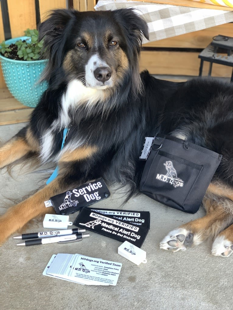 Jeter Brolinn, an Australian Shepherd tested with EmbarkVet.com