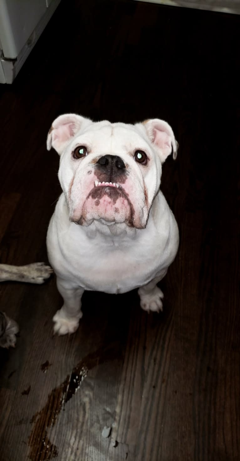 Luna, a Bulldog tested with EmbarkVet.com