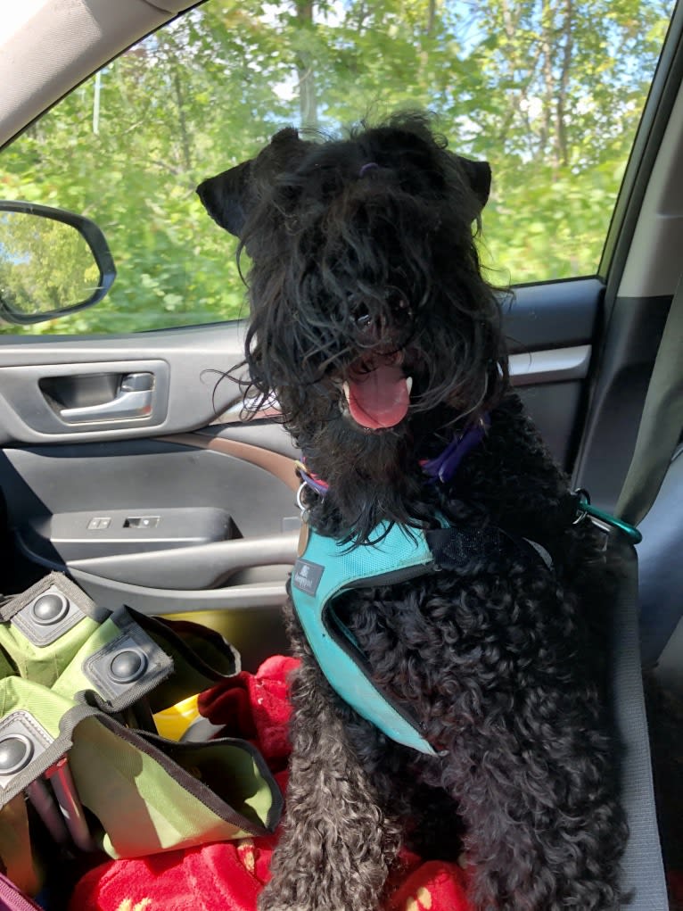 Plum, a Kerry Blue Terrier tested with EmbarkVet.com