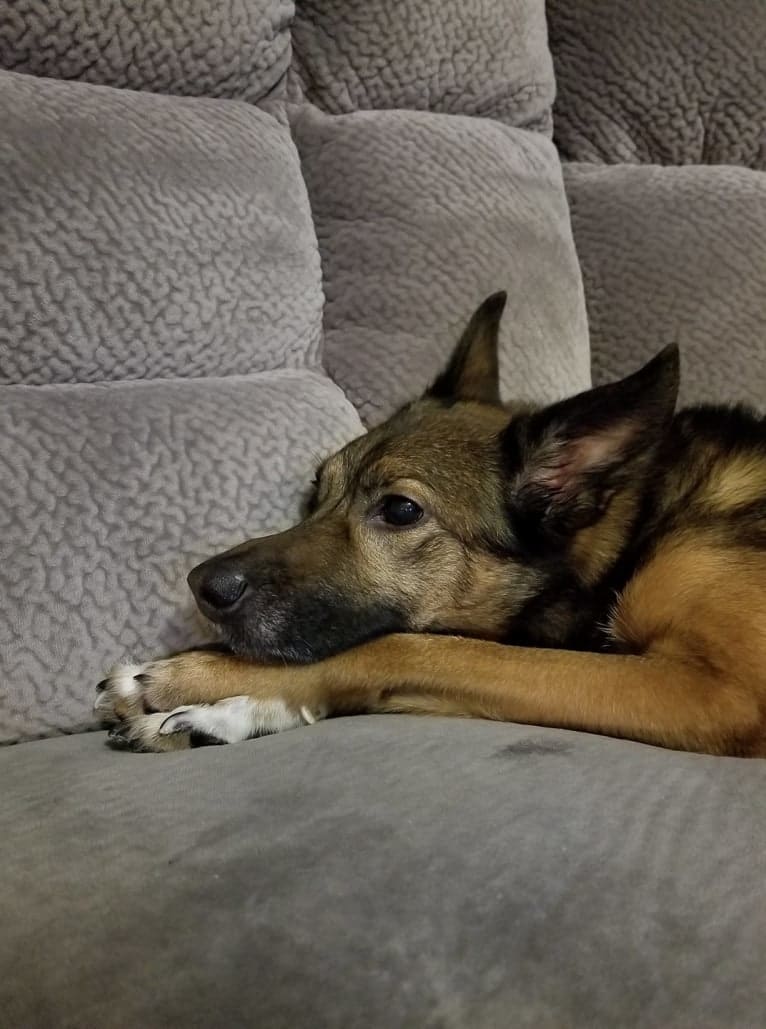 Lady, an European Village Dog and Alaskan Malamute mix tested with EmbarkVet.com