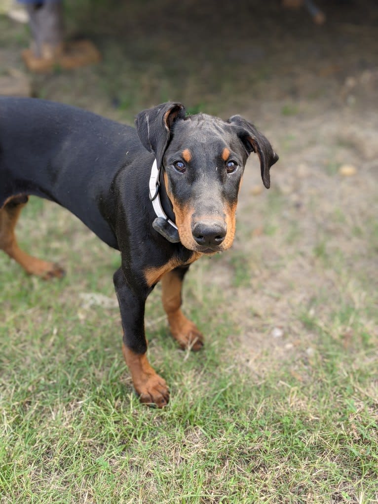 Killian, a Doberman Pinscher tested with EmbarkVet.com