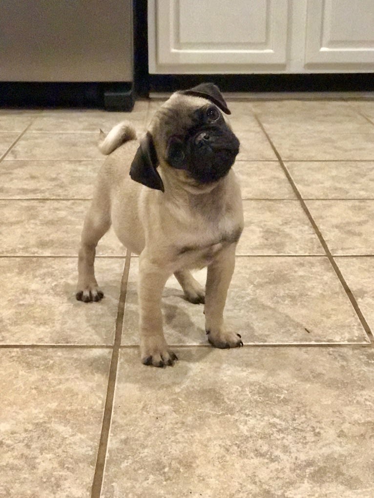 Barkley, a Pug tested with EmbarkVet.com