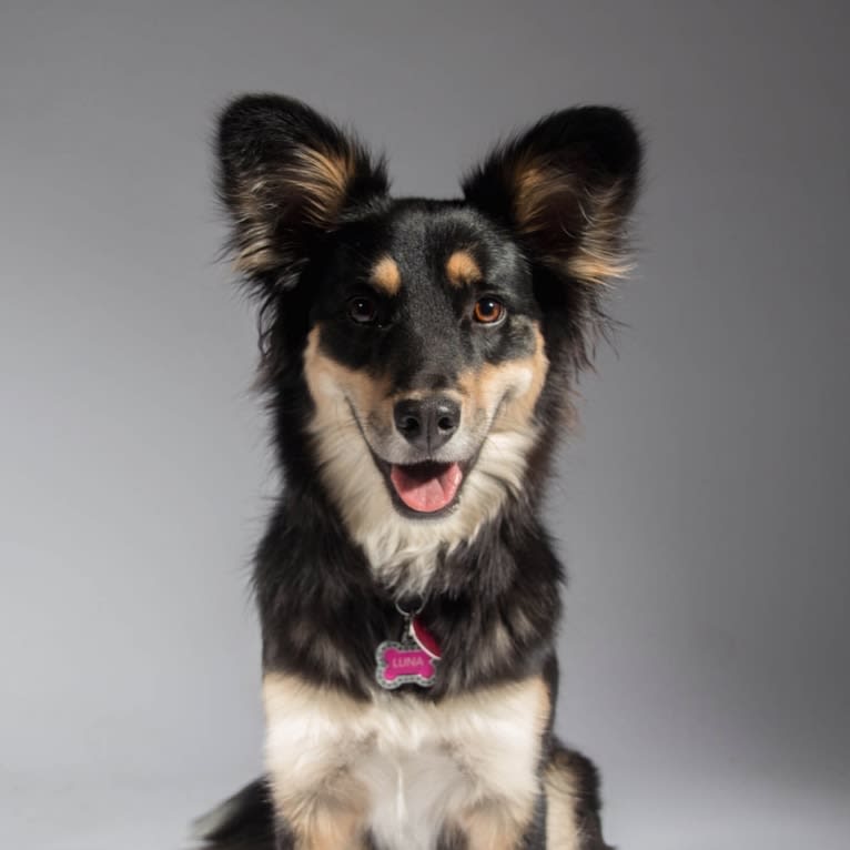 Luna, an Australian Cattle Dog and Chow Chow mix tested with EmbarkVet.com